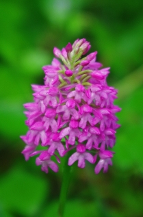 Class One : 5 Wild Pyramid Orchid